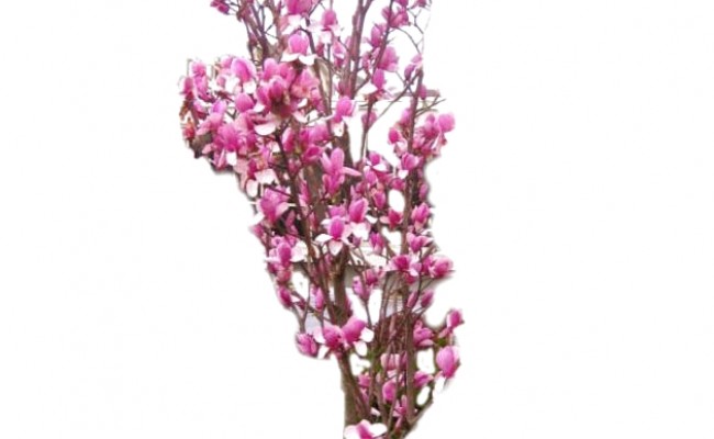 Magnolia 'Galaxy' DUŻE SADZONKI 250-300 cm (Magnolia)